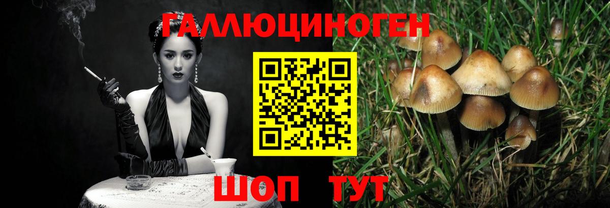 Галлюциногенные грибы Psilocybe Назрань
